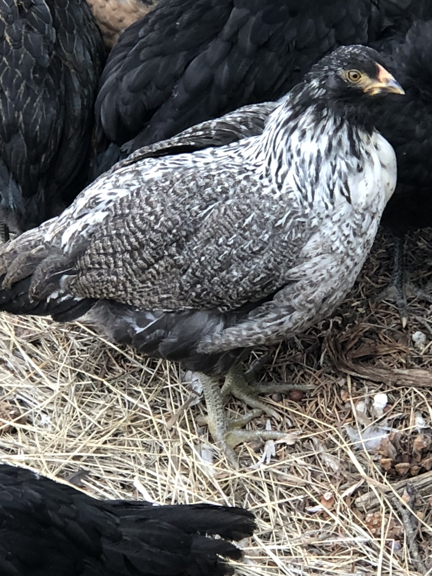 My silver Ameraucana