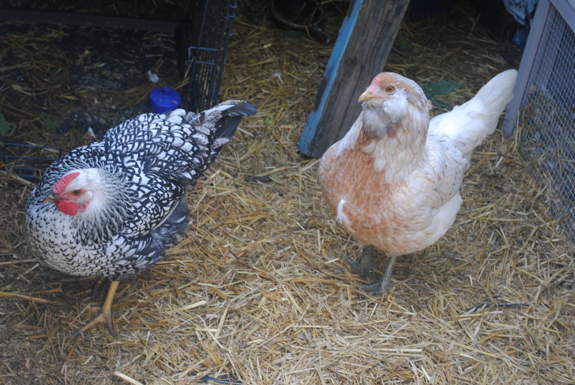 My Silver-Laced Wyandotte, Lacy-Nicole (left) and Big Mamma the Easter Egger (right). Is it just me or does Big Mamma look predatory?