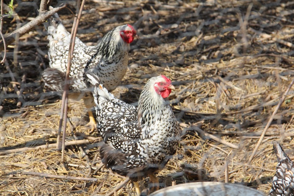 My Silver Laced Wyandottes from Cackle Hatchery..  These chickens are a year old and are laying a small to medium size egg.  Their egg is a very light brown.. a good term to describe them is that they are "tinted".