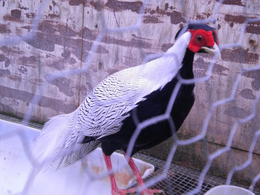 My Silver pheasant roo, he is so cute and silly.