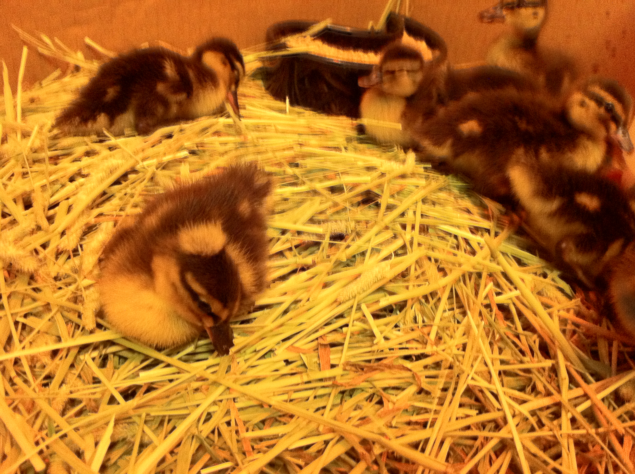 My sis ordered 10 ducks along with my 20 chicks. 9 made it through the trip. the one with the crown my sis named Ozzy....