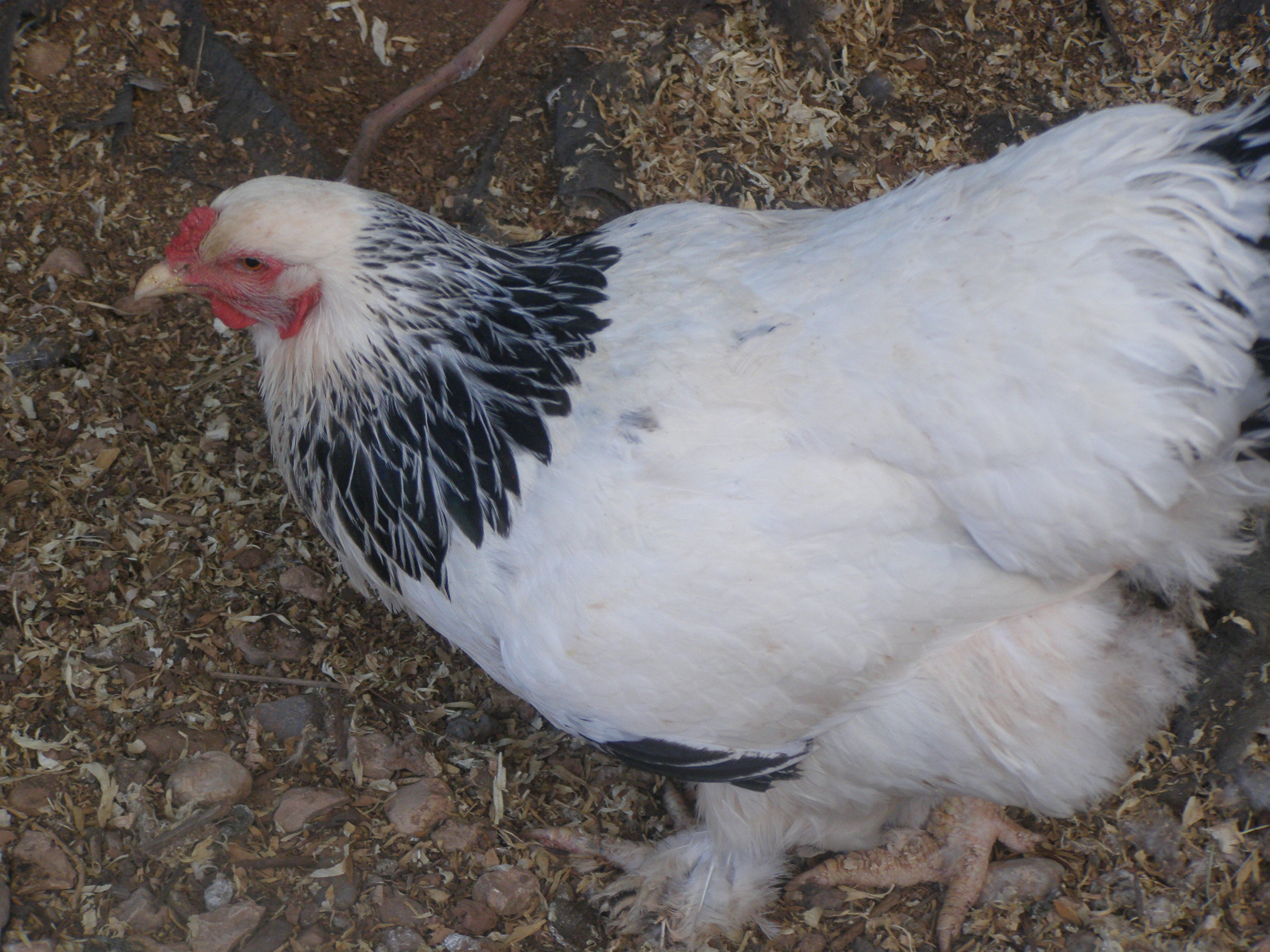 My sister's Brahma named Rapunzel.