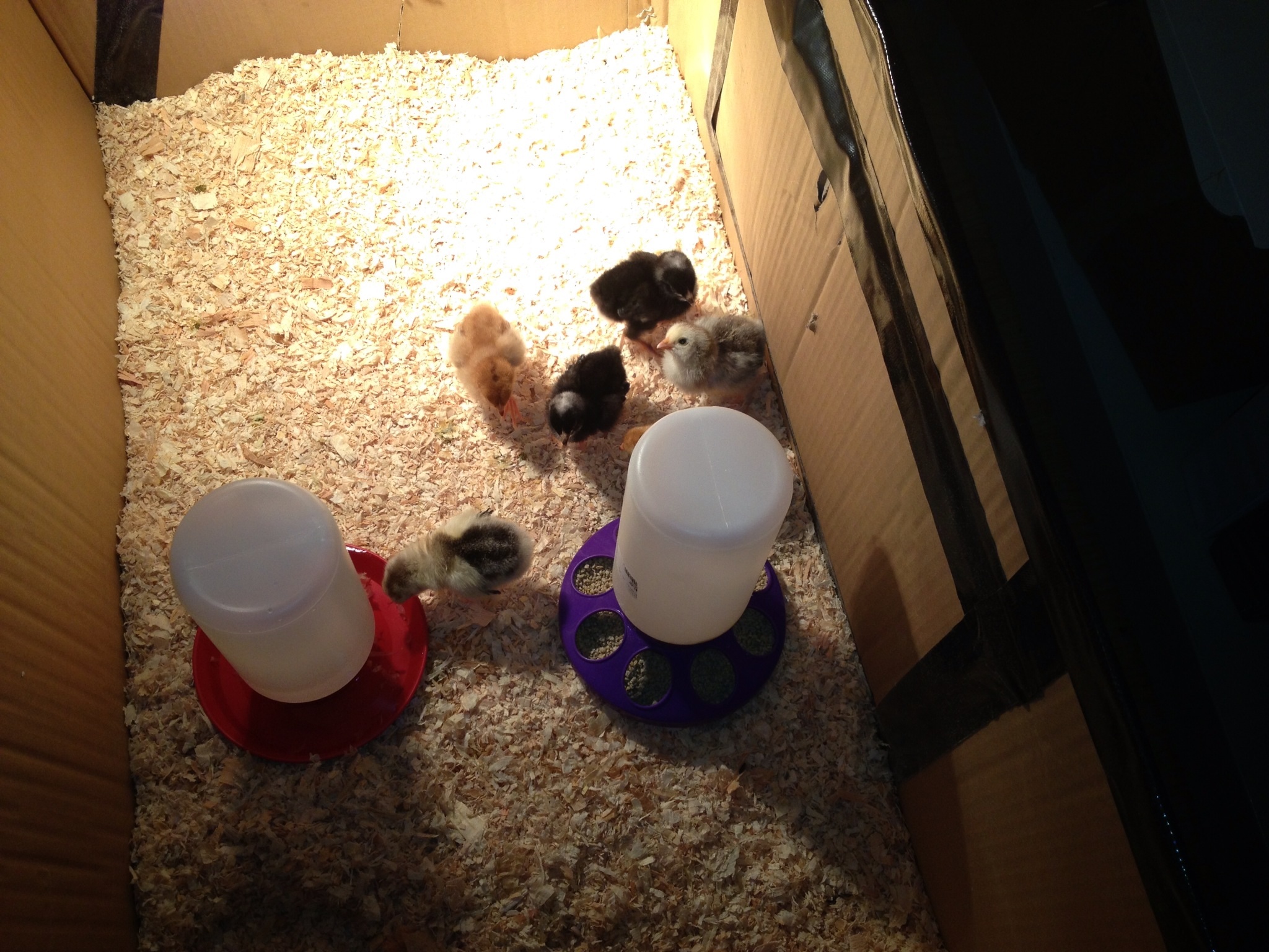 My six chicks in their new brooder made from a cardboard box.