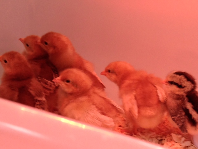My six little ones...they are just over a week old here.  Can't wait to see what they look like when they grow up!