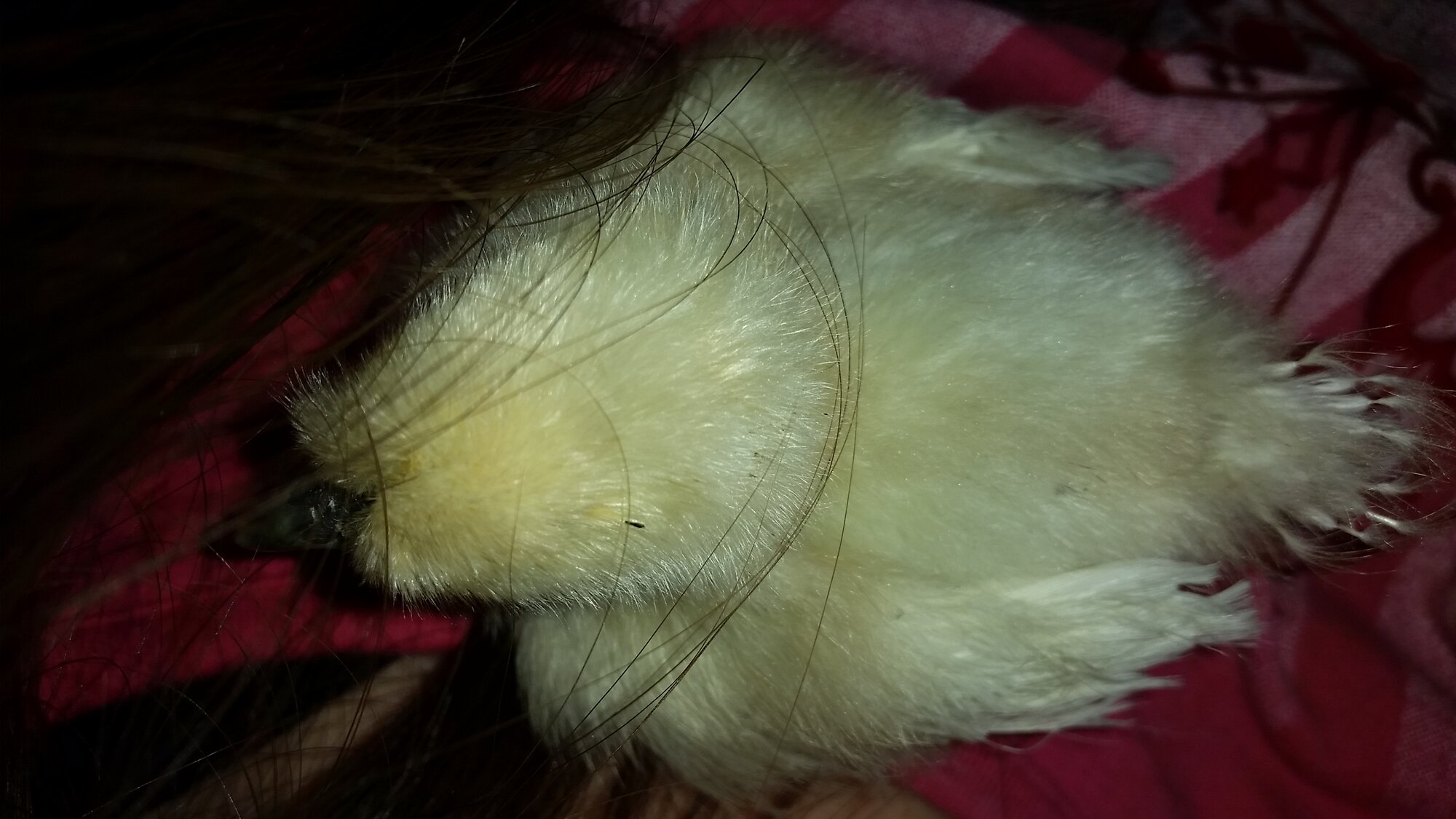 my sleeping little cotton ball