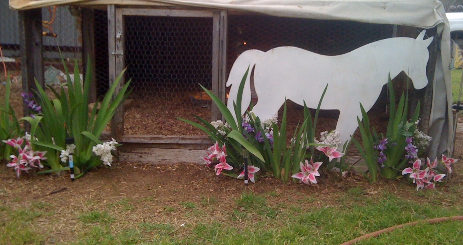 My small backyard pen that I raise  baby chicks up in till they are feathered out good and ready to be moved to bigger pens.