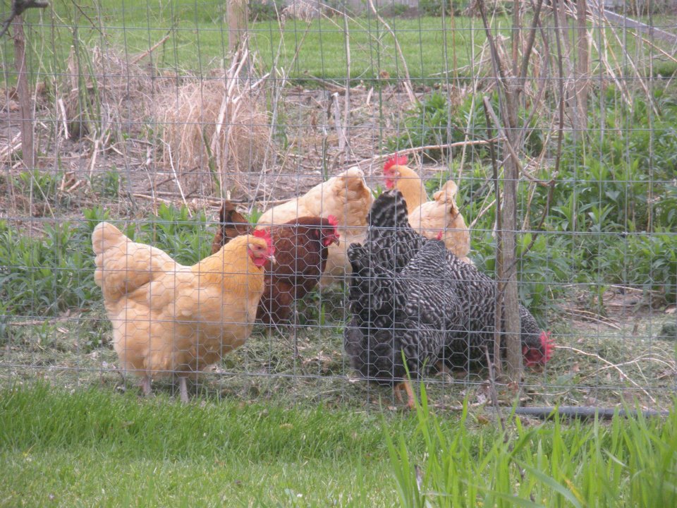 My small 'Van Gogh" flock, prior to Elvis' arrival.