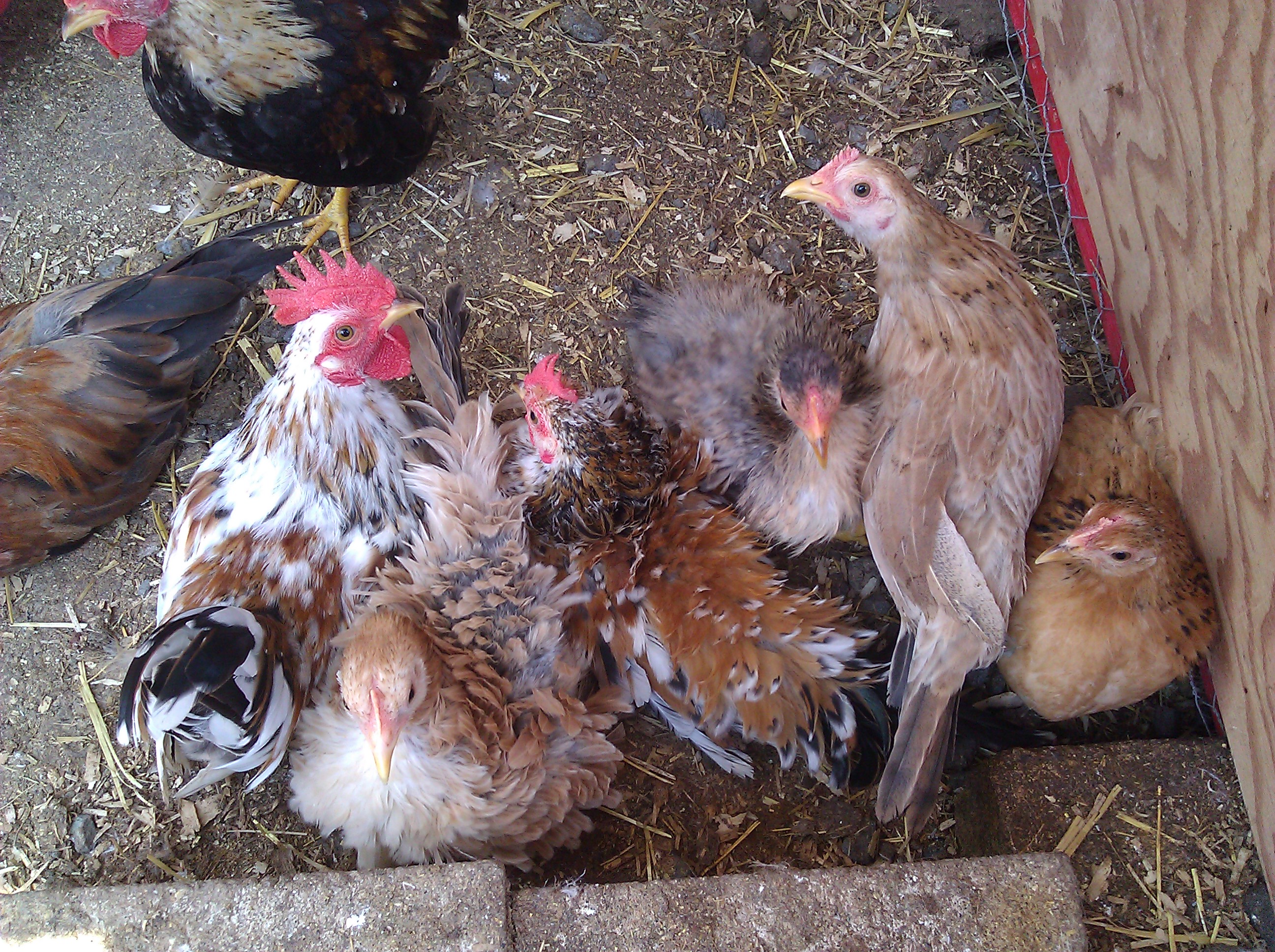 My smooth, frizzile and Silkie Serama's