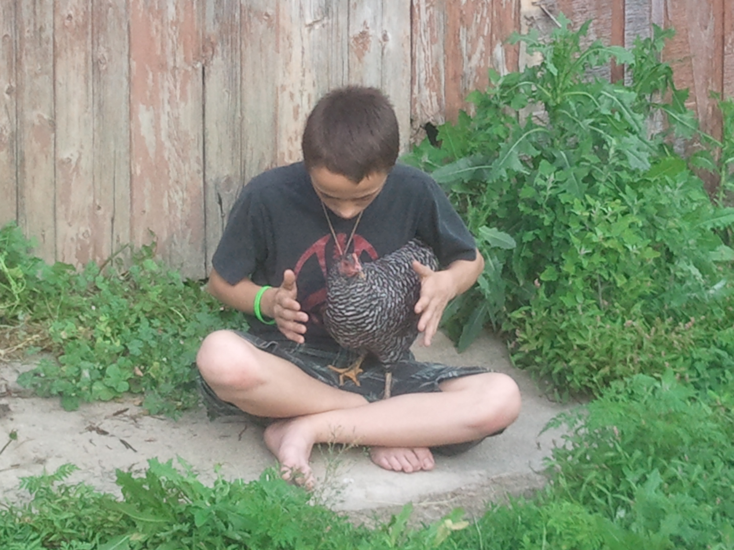 My son and barred rock.