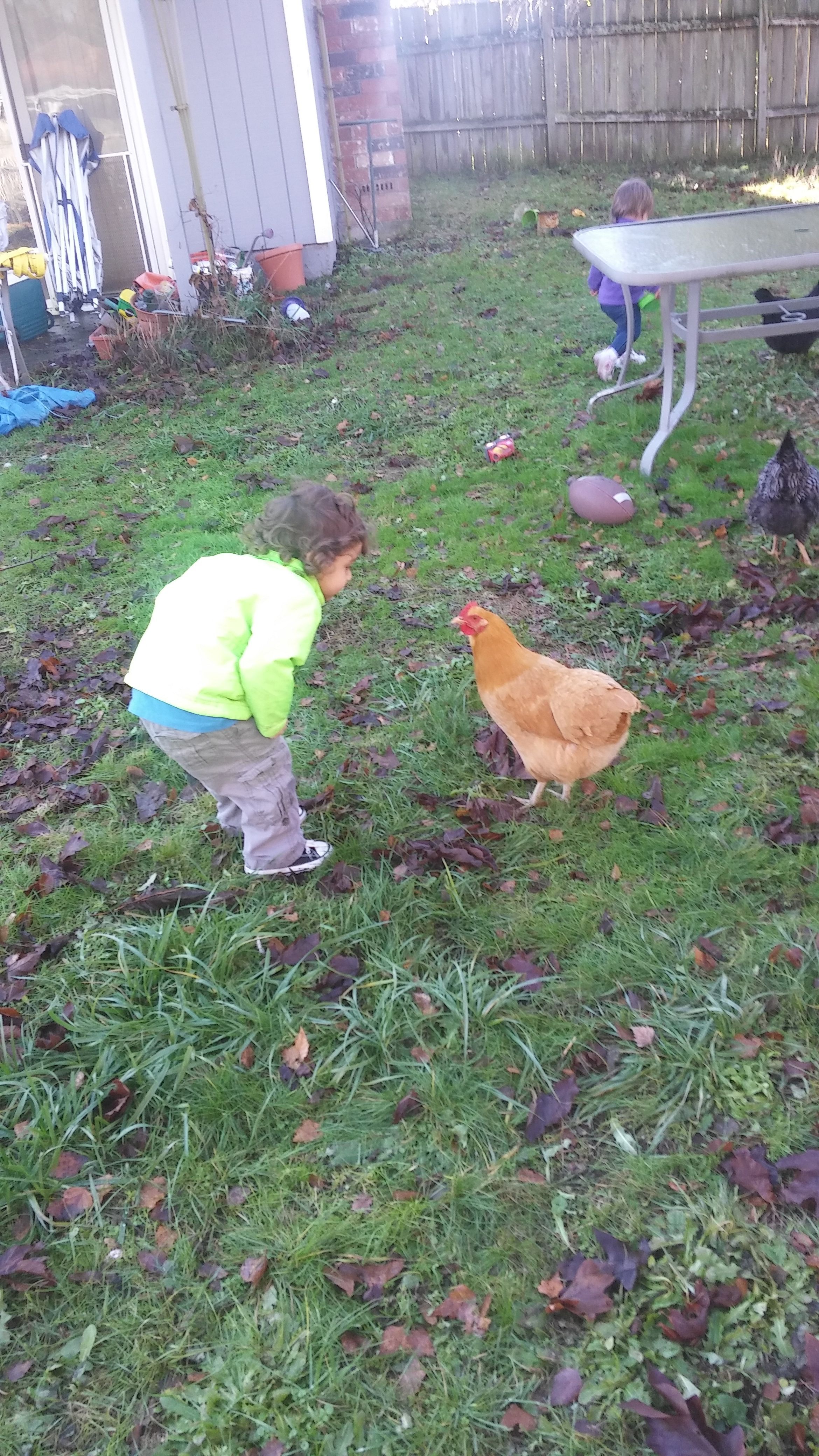 My son checking out Goldie hen.