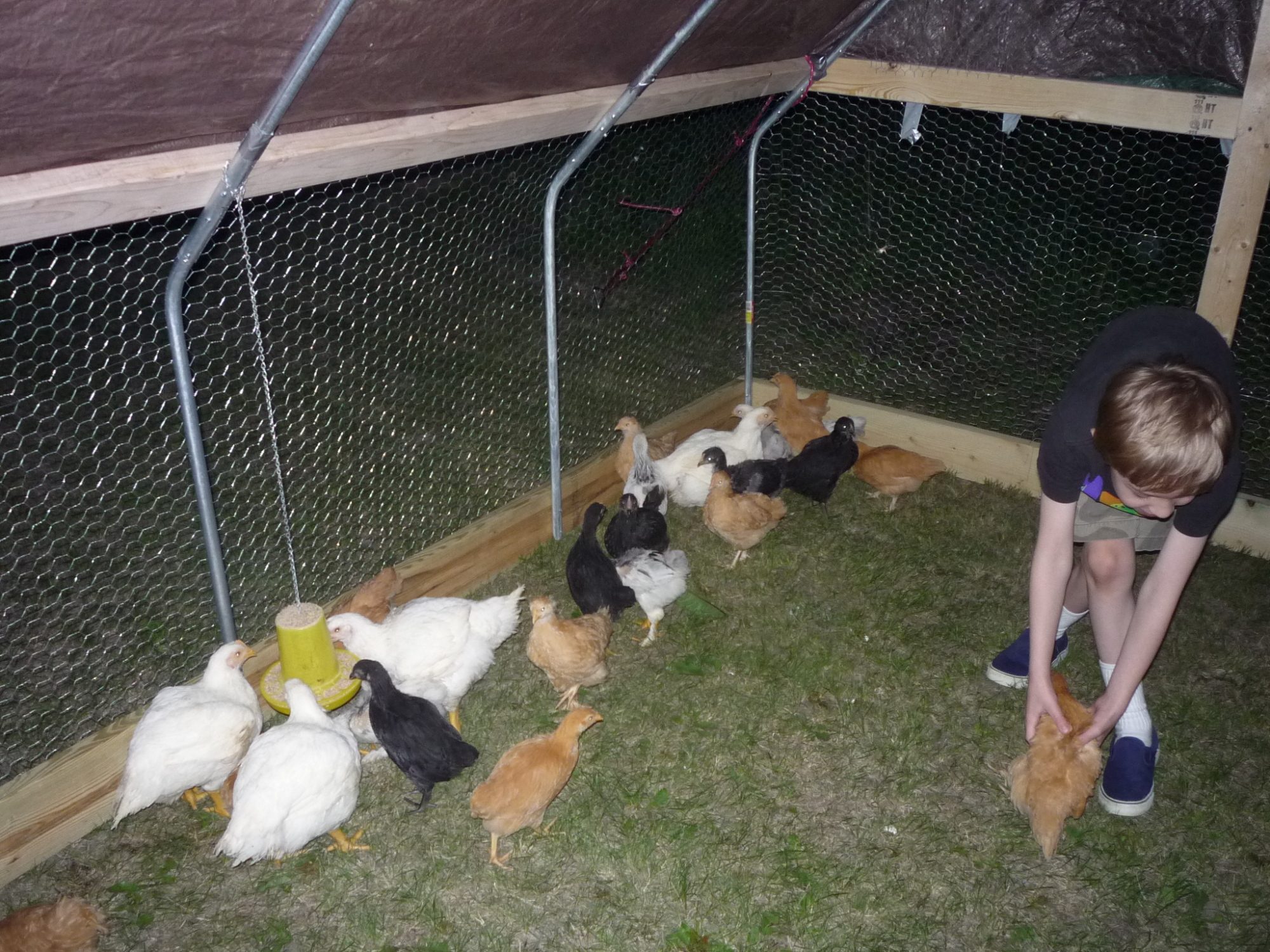 My son helped transfer the chickens to their new home.