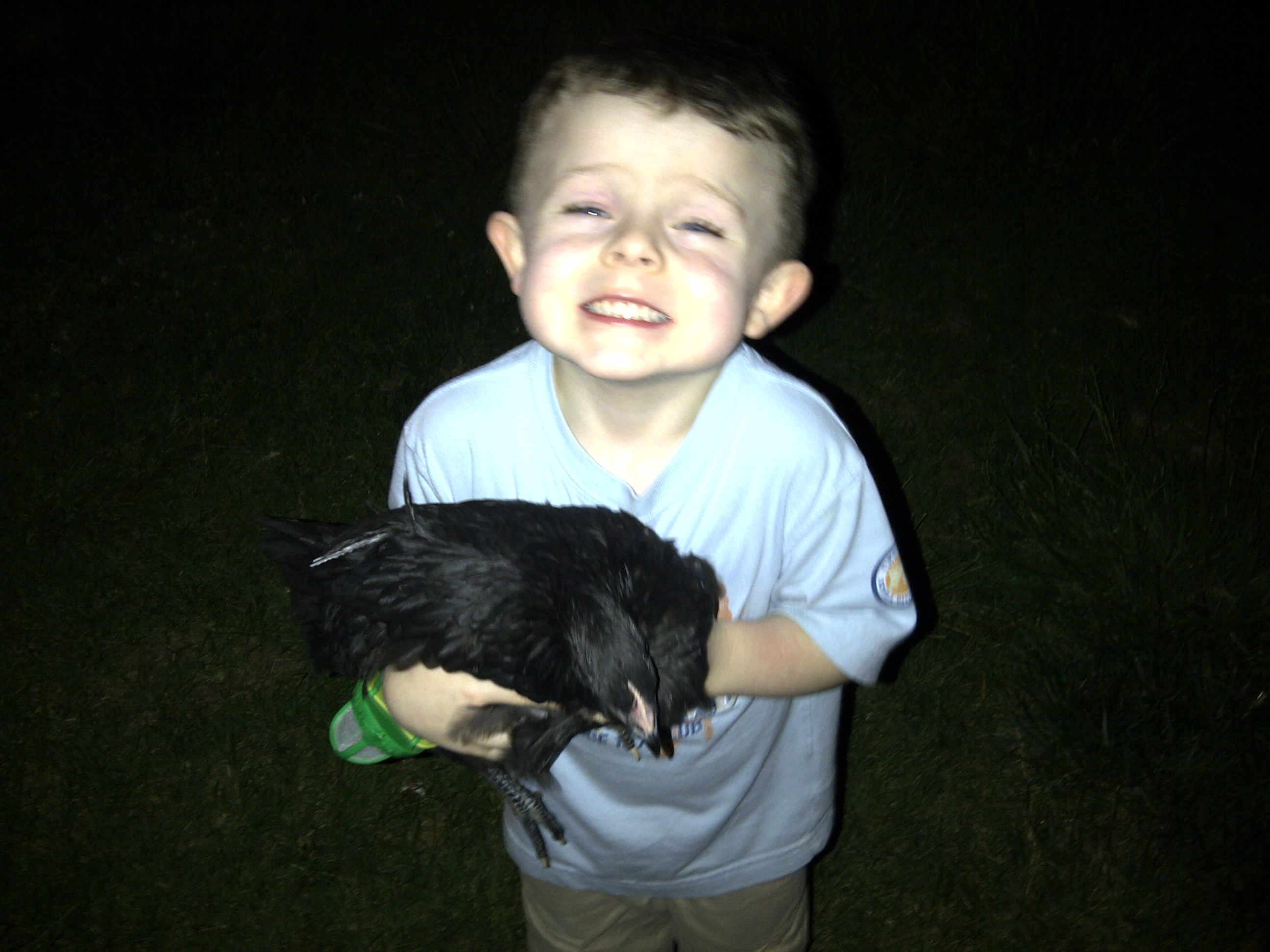 My son helping me move the little hens to the main coop. Don't worry, I have an area blocked off so the older birds can get used to the little birds. Here he is holding Sage a 9 week old Black Australorp hen.