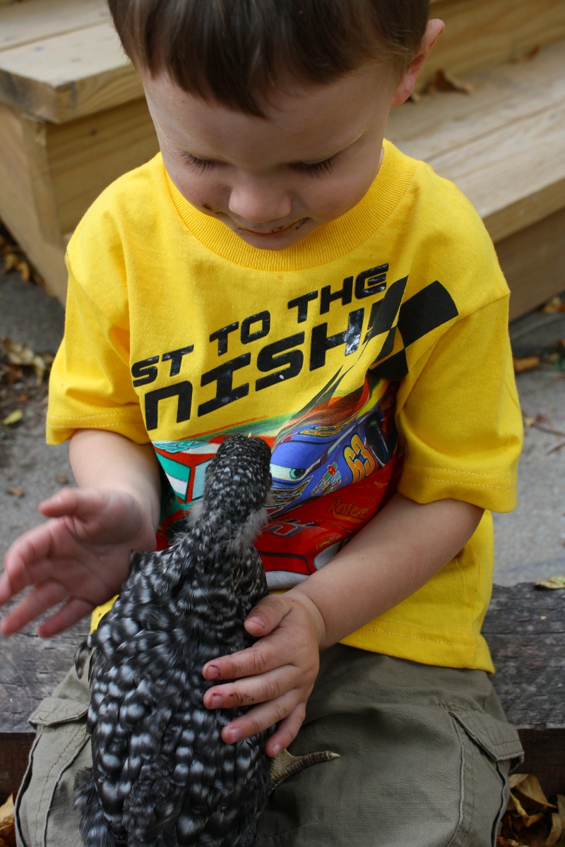 My son with one of our first Barred Rocks.