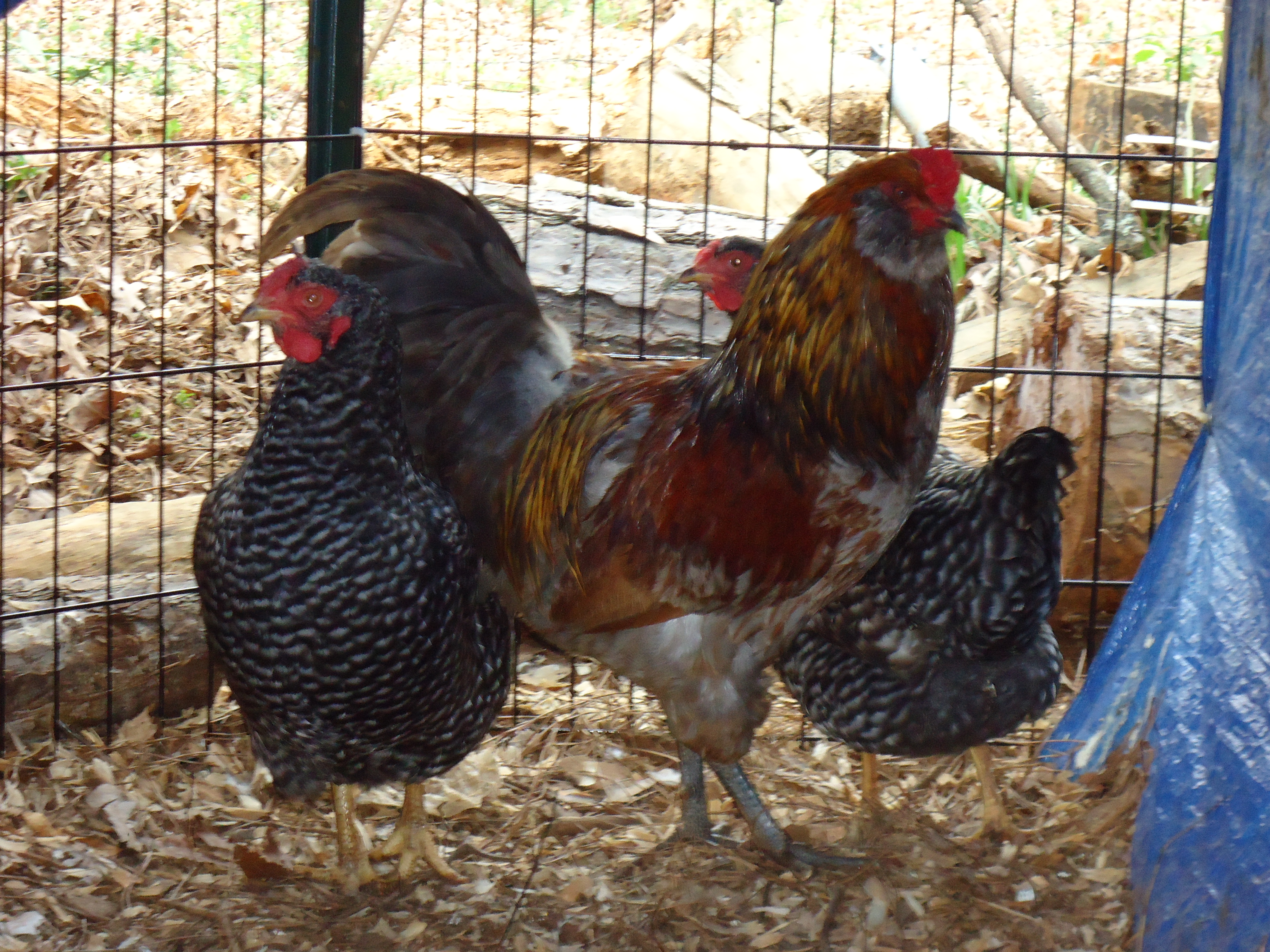My son's Americana rooster- Easton
And our 2 "supposed" Dominique Hens