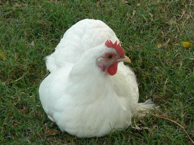 My son's hen, a white bantam cochin he named THX 1138