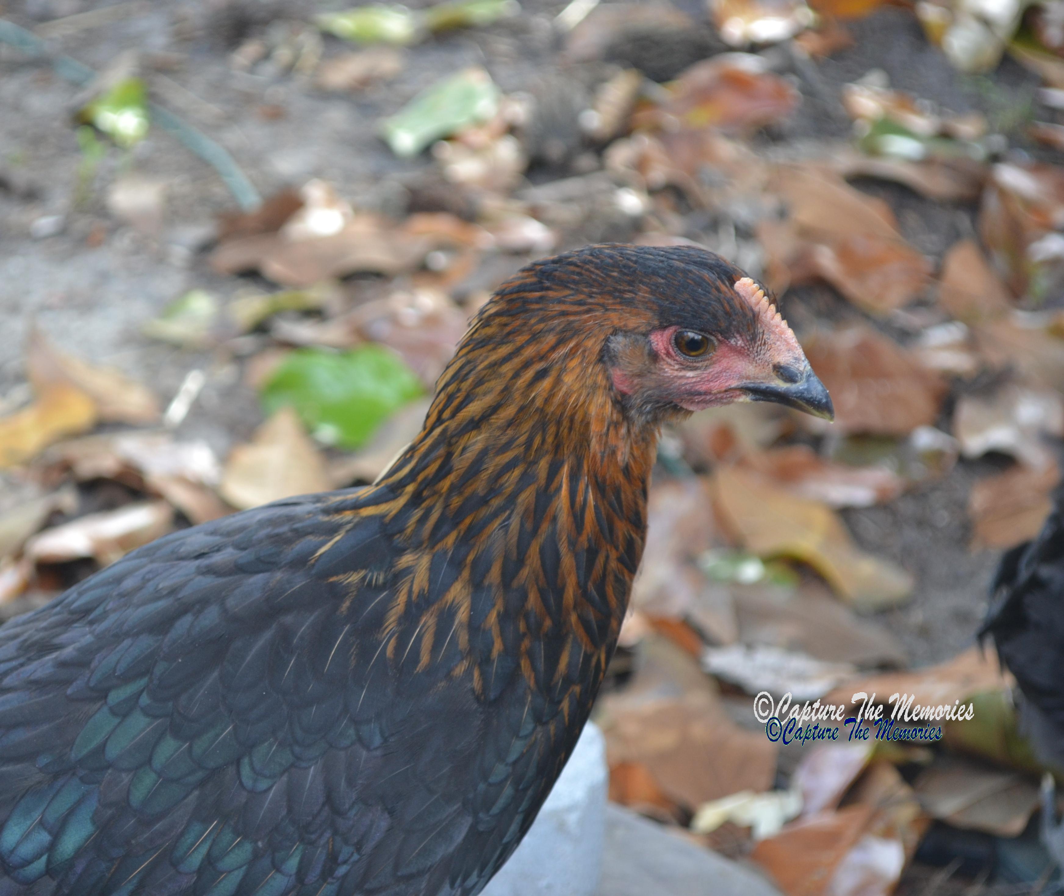 My son's hen Crow
