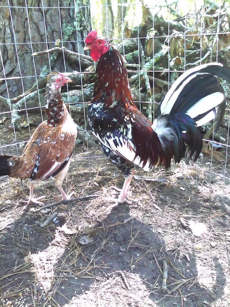 My spangled claret roo and one of his hens. RIP.