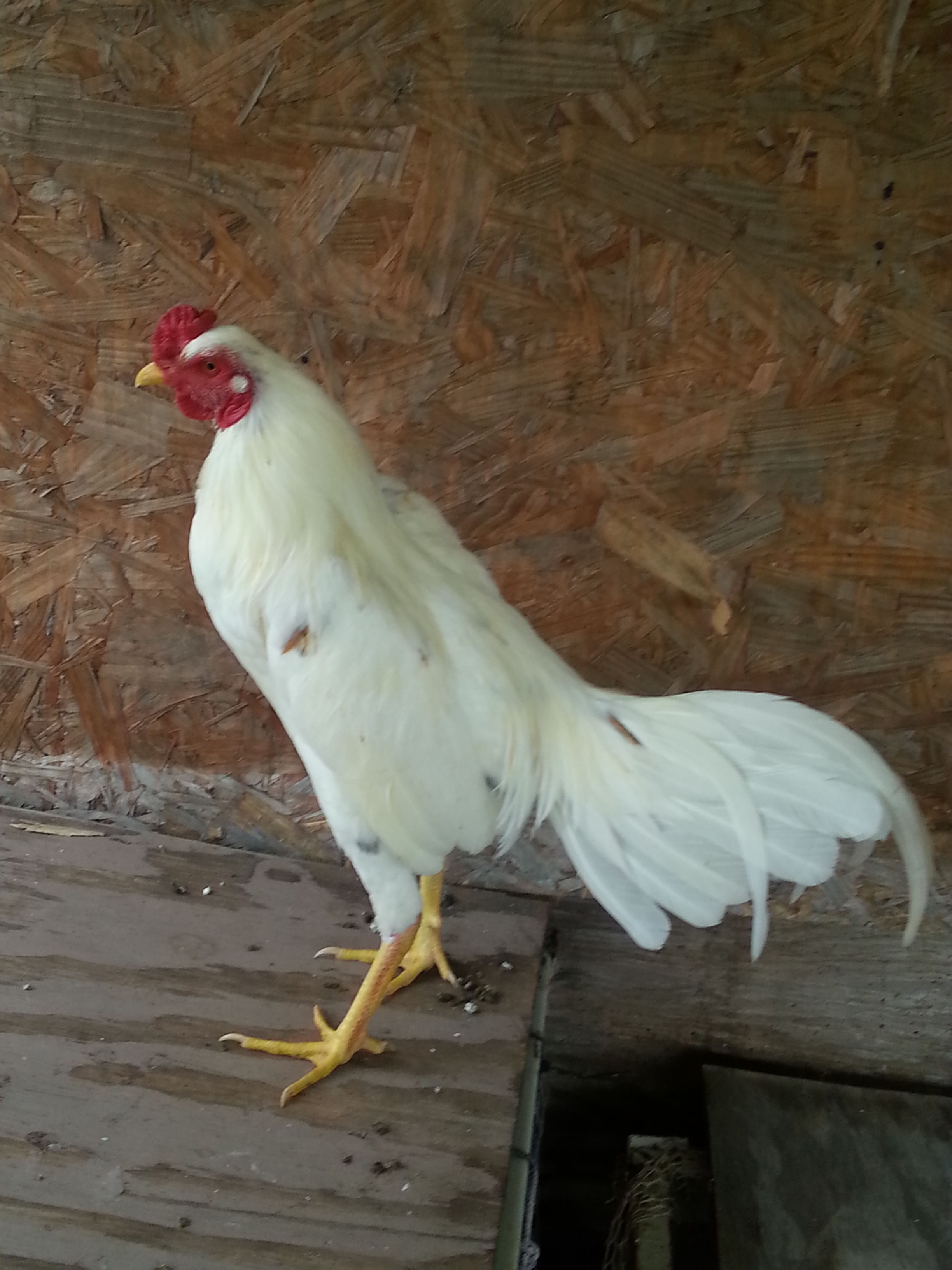 My spanish gamefowl...