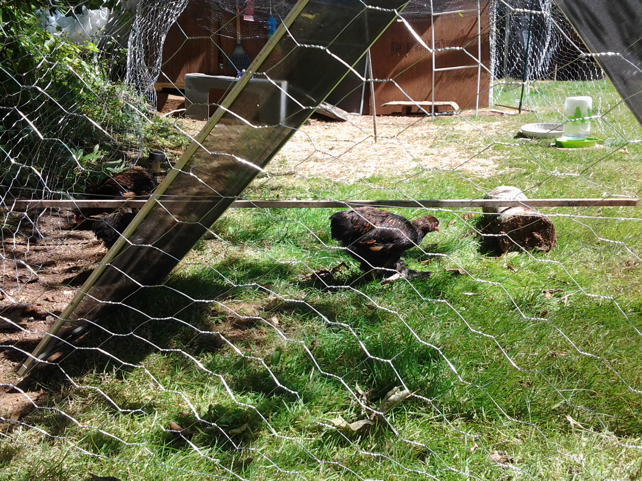 My special guy Roody Roo