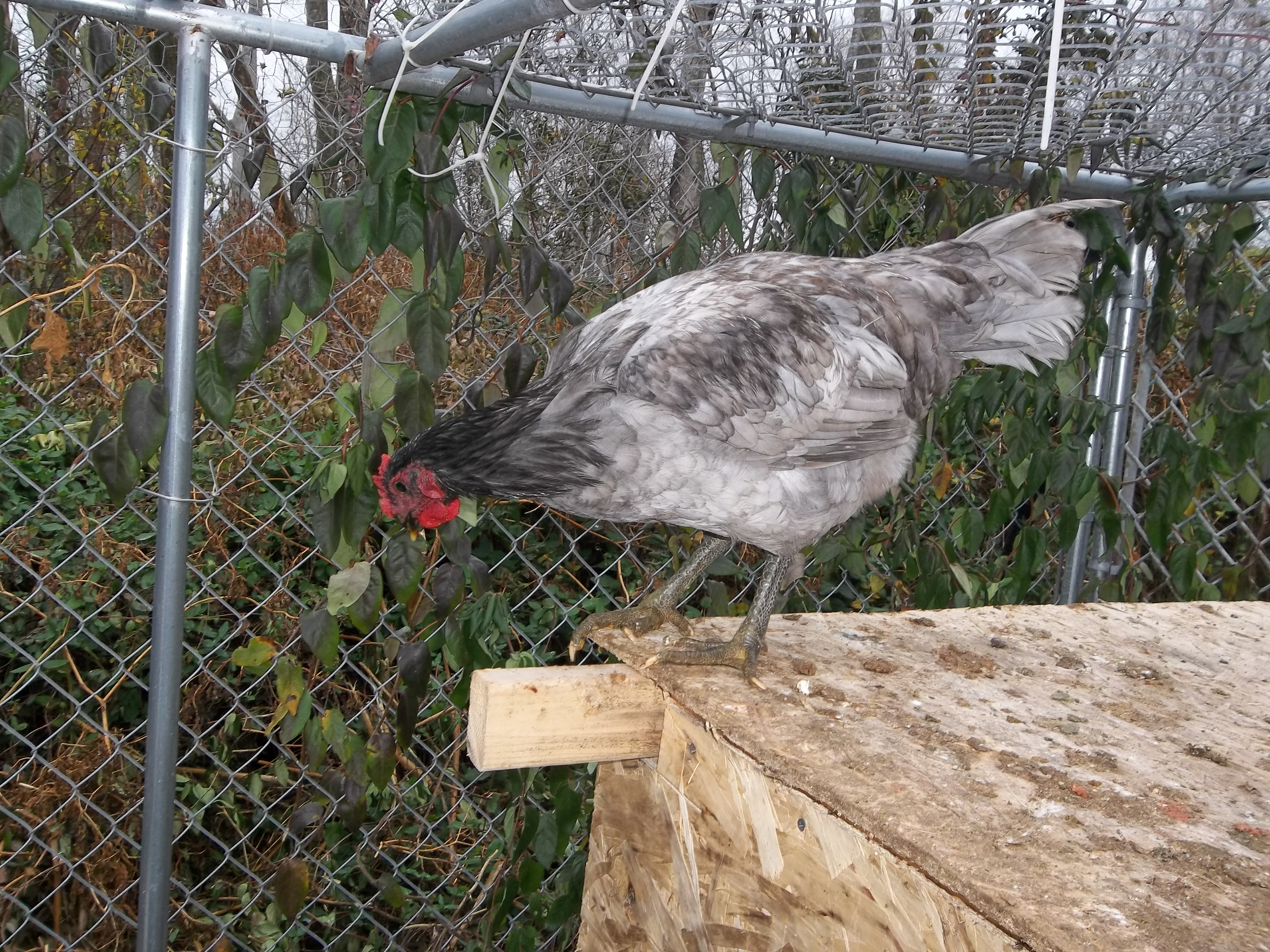 My special lil one. Edward scissor beak. AKA gimp and giz.
i think it a he but seeing as its a jersey im not sure. he looked fine as a chick bat as he has grown his beak has crossed and his keel bone has grown crooked.