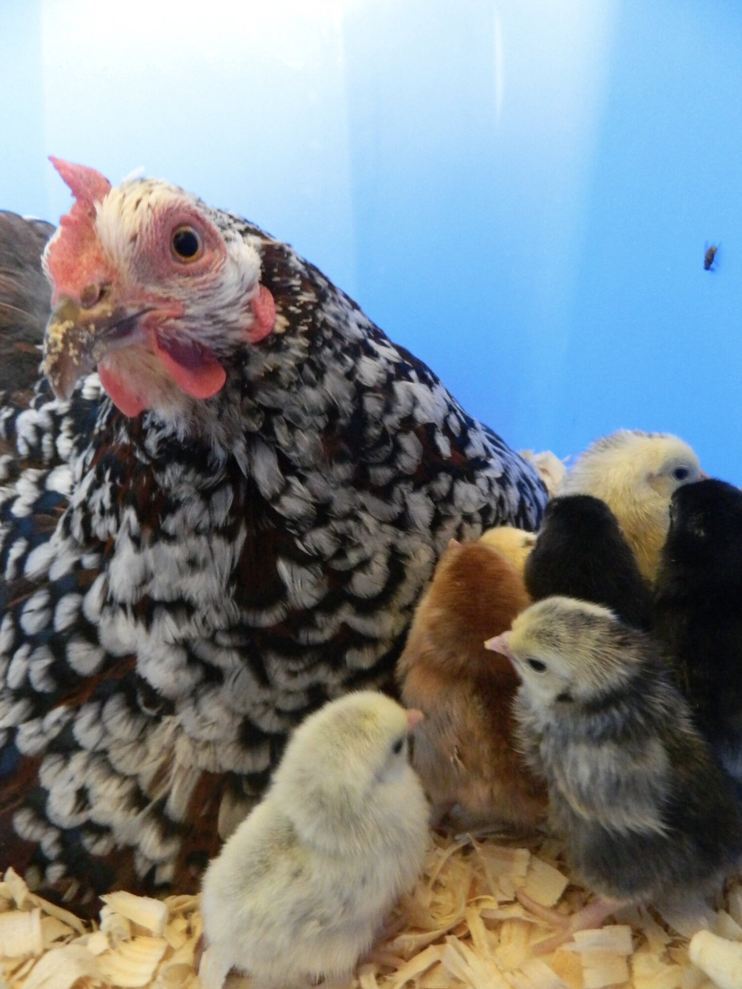 My speckled Sussex hen, proudly gushing over her brand new serama hatch.