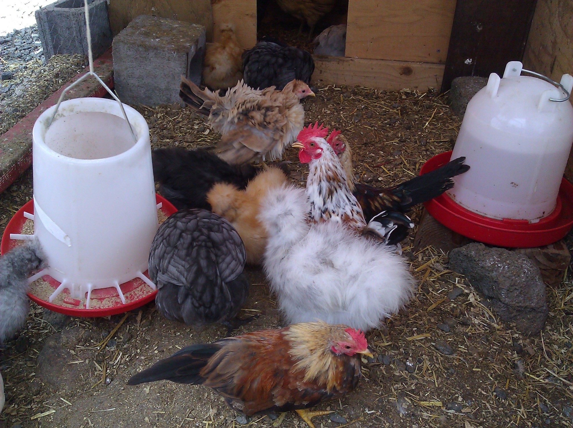 My splash and buff silkie with my serama's and orpingtons!