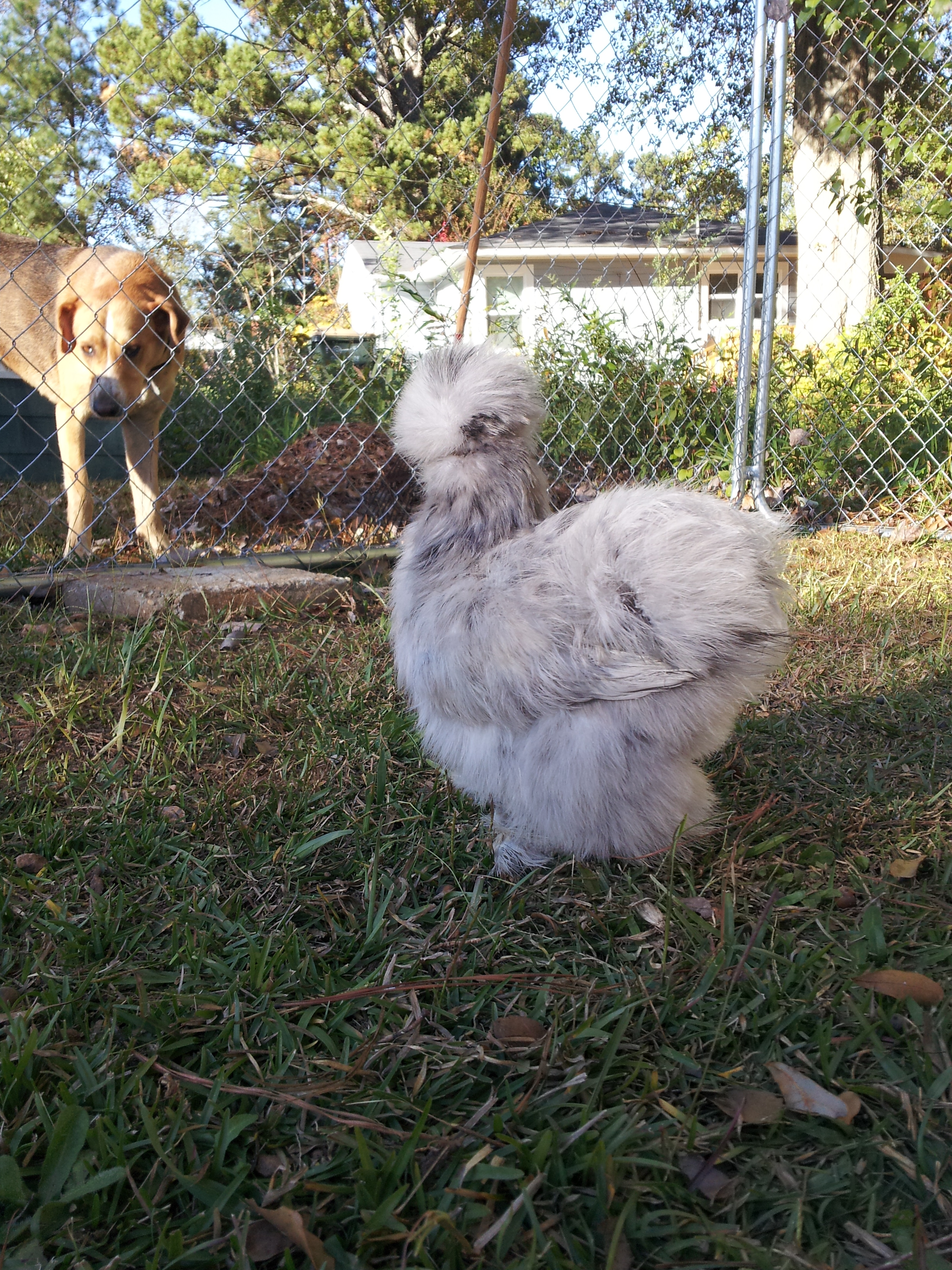 My splash pullet, Andromeda, from Sunshine Silkies - Lake City, FL.
