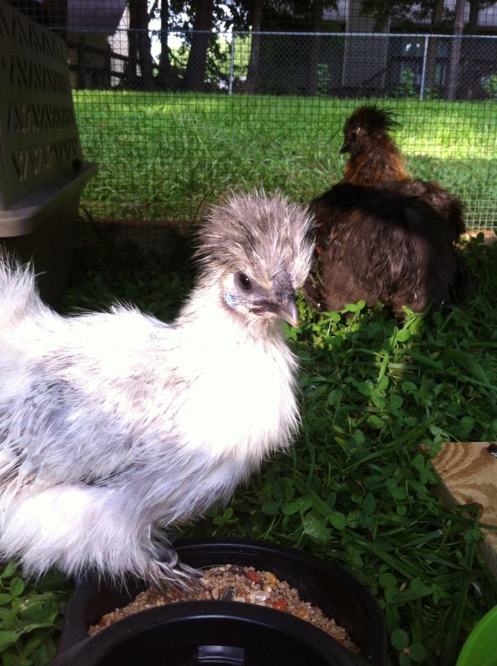 my splash silkie