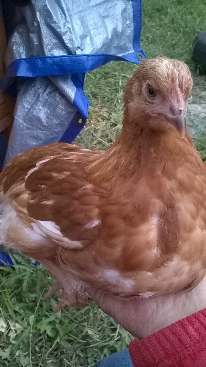my spoiled pullet cinnamon. she loves being held!