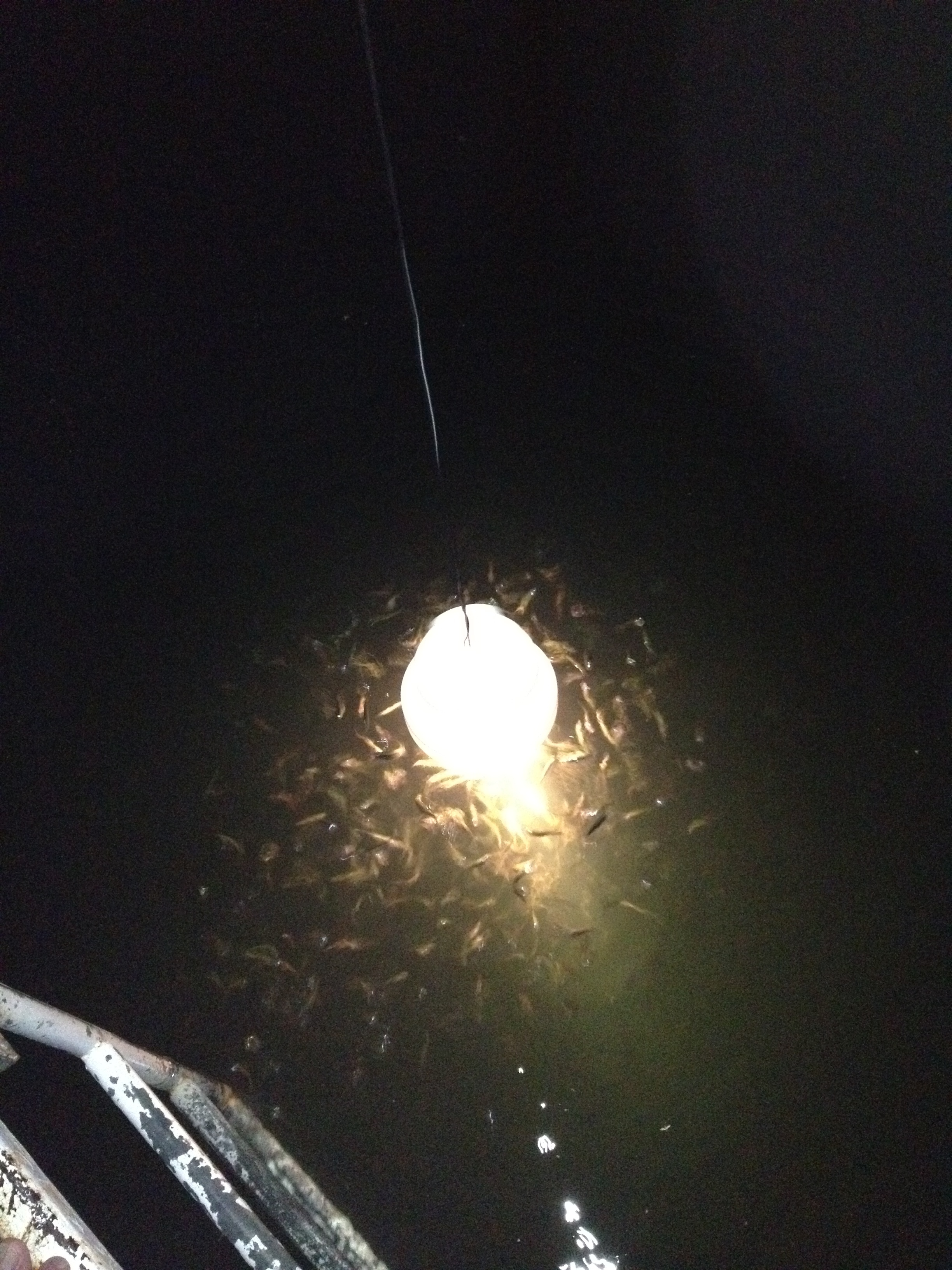 My stepdad put a light in the water to see if we could get some fish to come up... boy, we got some fish. XD Just look at 'em all! And that's only the top, the fish were ALL. THE. WAY. DOWN TO THE BOTTOM. STAMPEEEEEEEDE.