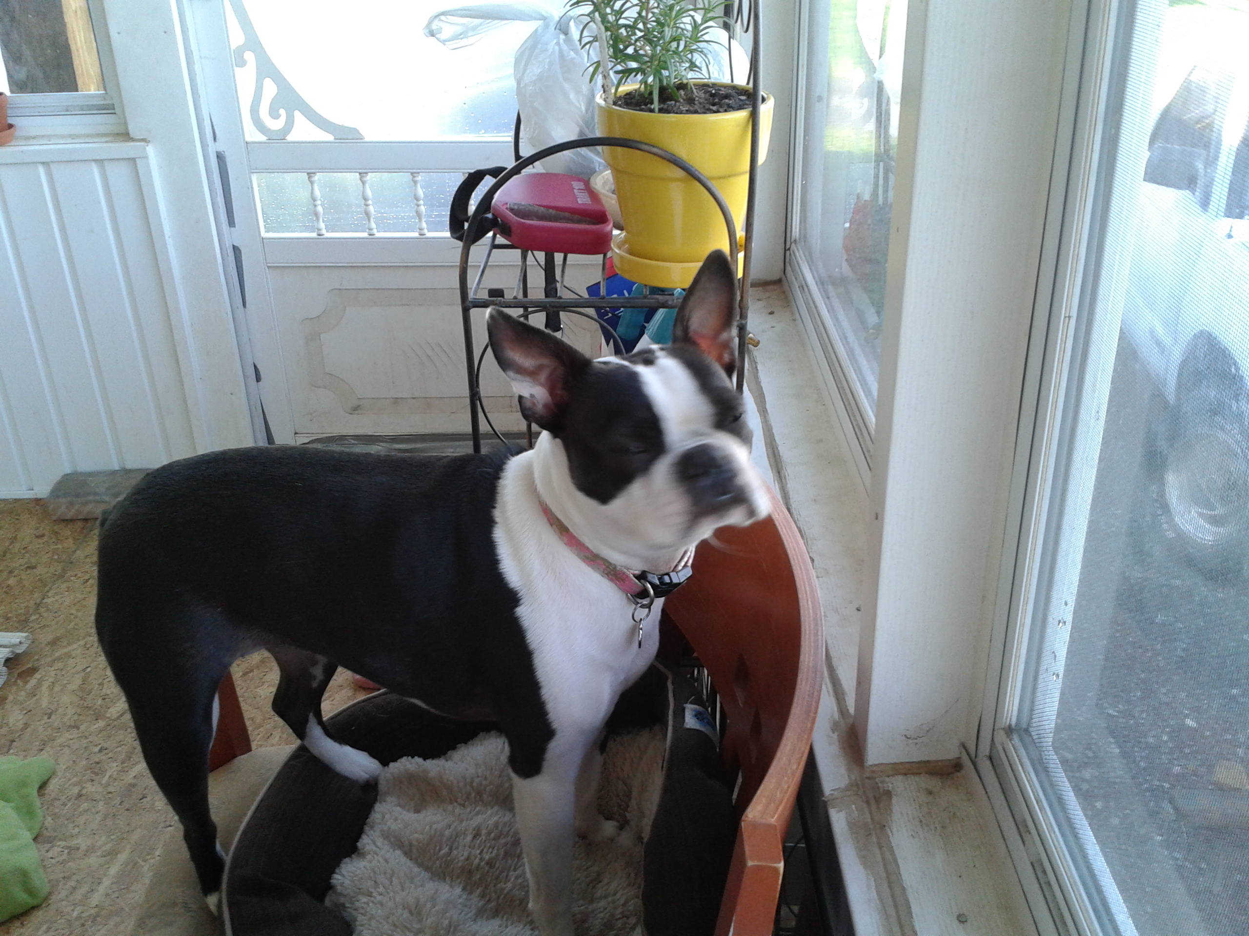 My Stinkbug YaYa My Boston :)