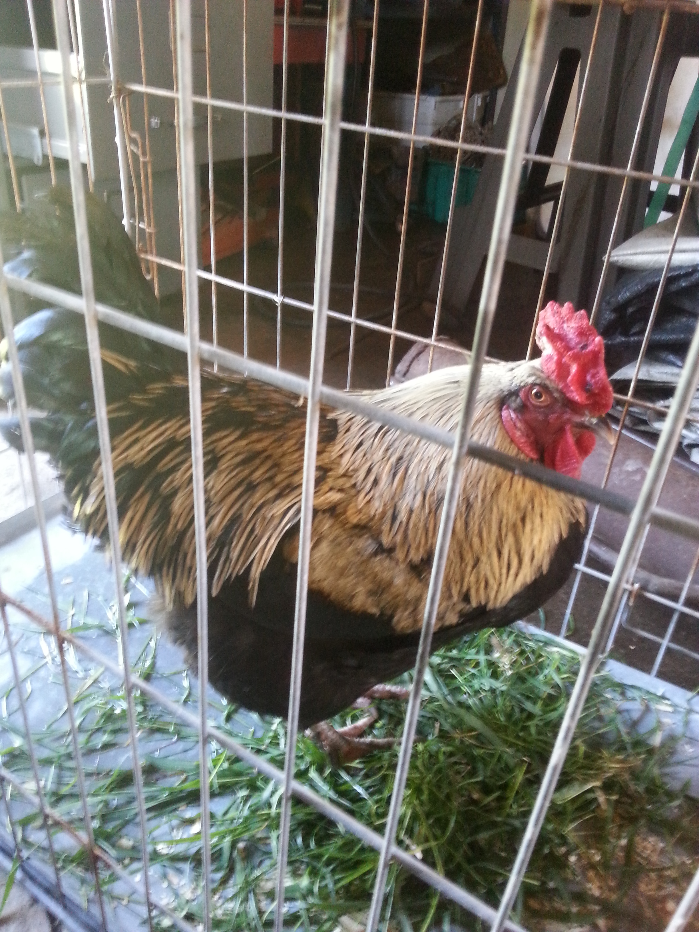 My stunning Australorp Rooster. He's loving life with his ladies. We're pretty sure he's up in years, but it seems its means he's calm and doesn't mind us fussing in the pen.