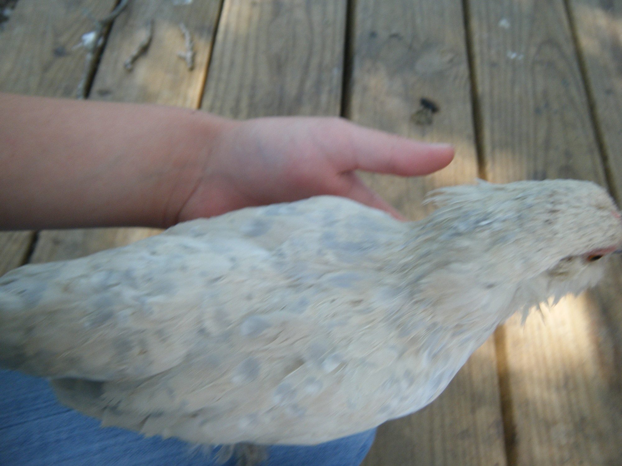 My stunted Porcelain d'Uccle pullet, Stoner Eyes.