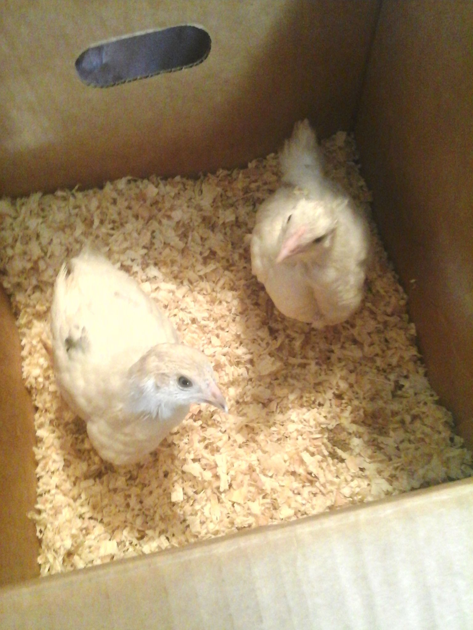 My Super Blue Egg Layers