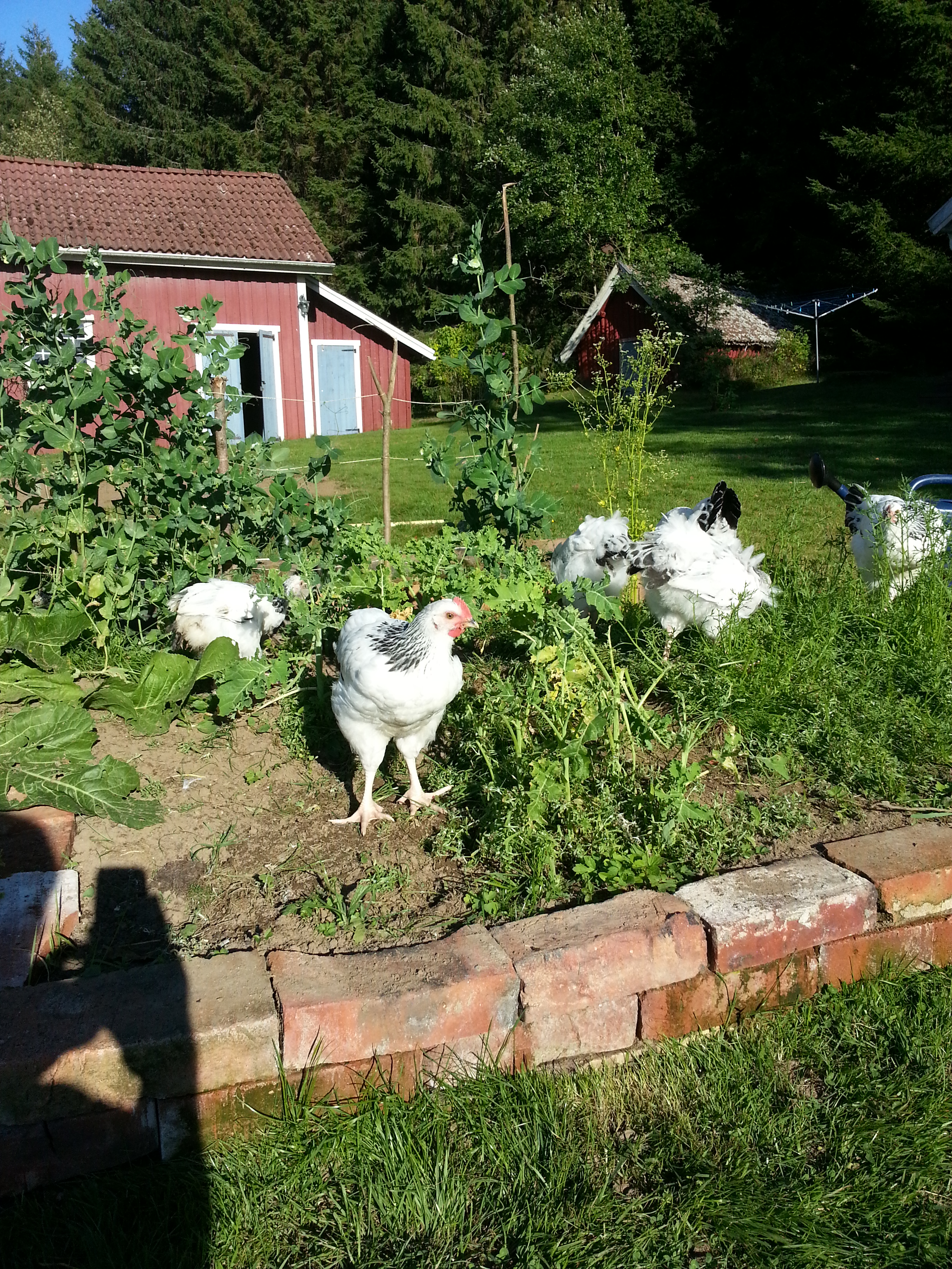 My Sussex chicken feasting o kale and carrots.