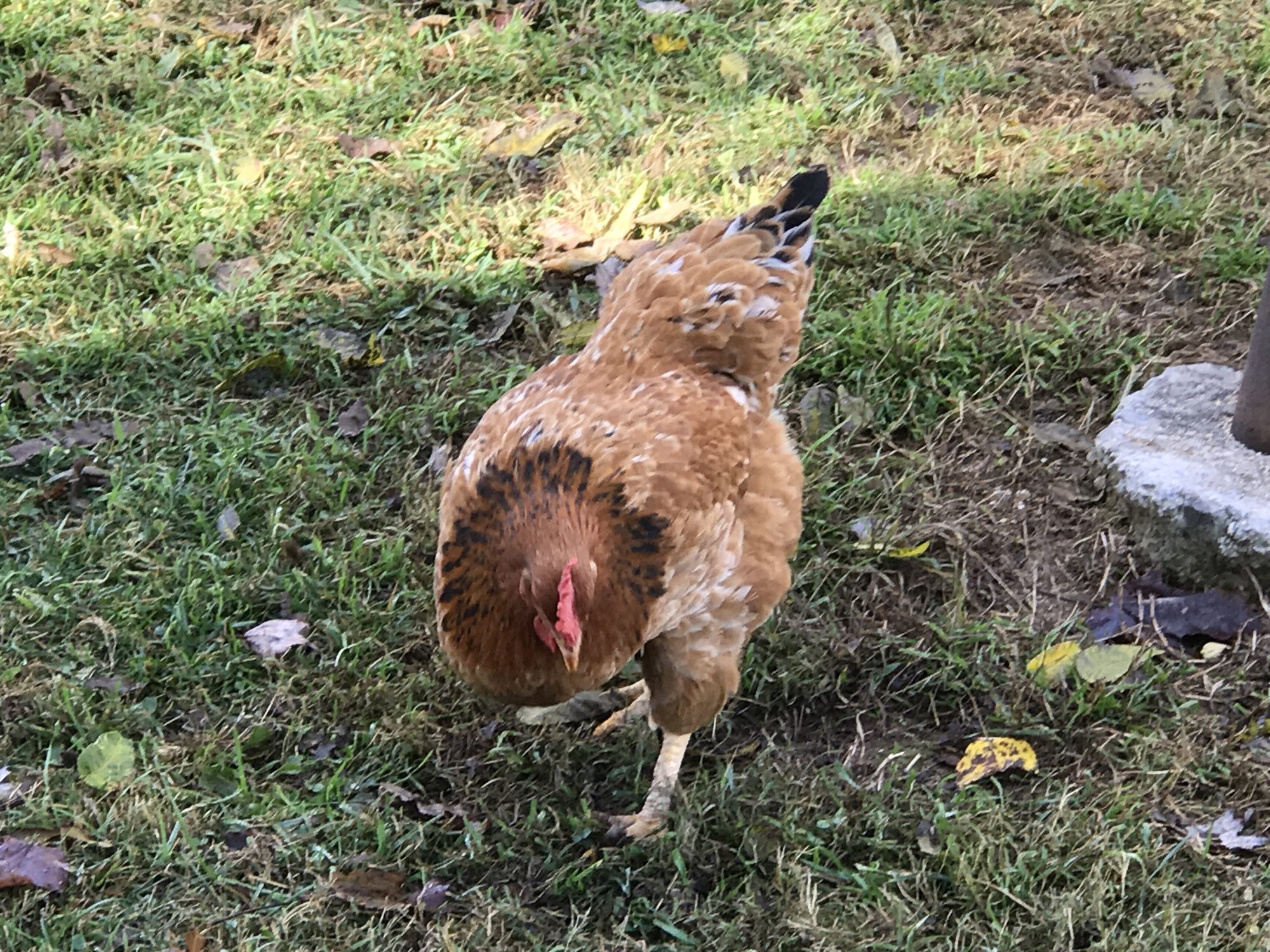 My Sweeeeeet Houdini Girl  When she was first put in the coop she went around to all the edges trying to escape.. Like Houdini :)