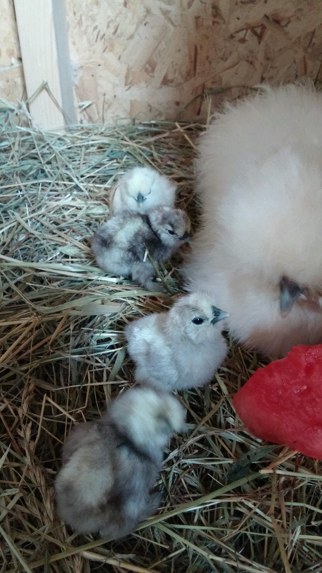 My sweet baby chicks and hen