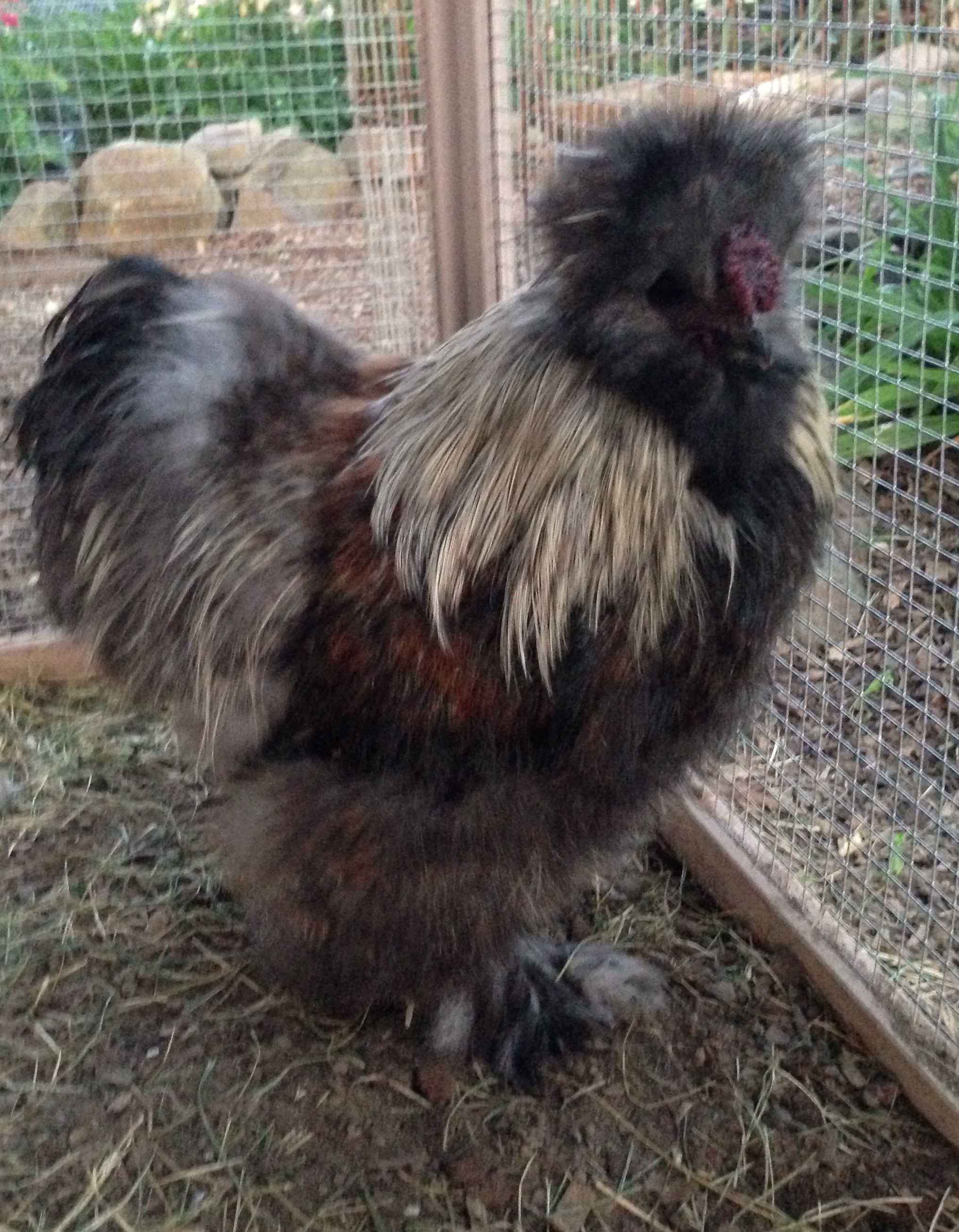 My sweet gentle silver collared blue partridge that just happens to kill chicks. :(