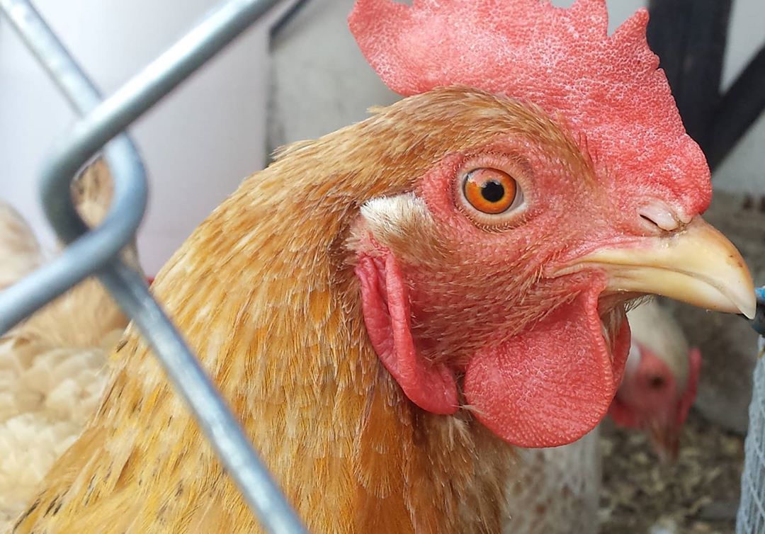 My Sweet Hen Rudy
