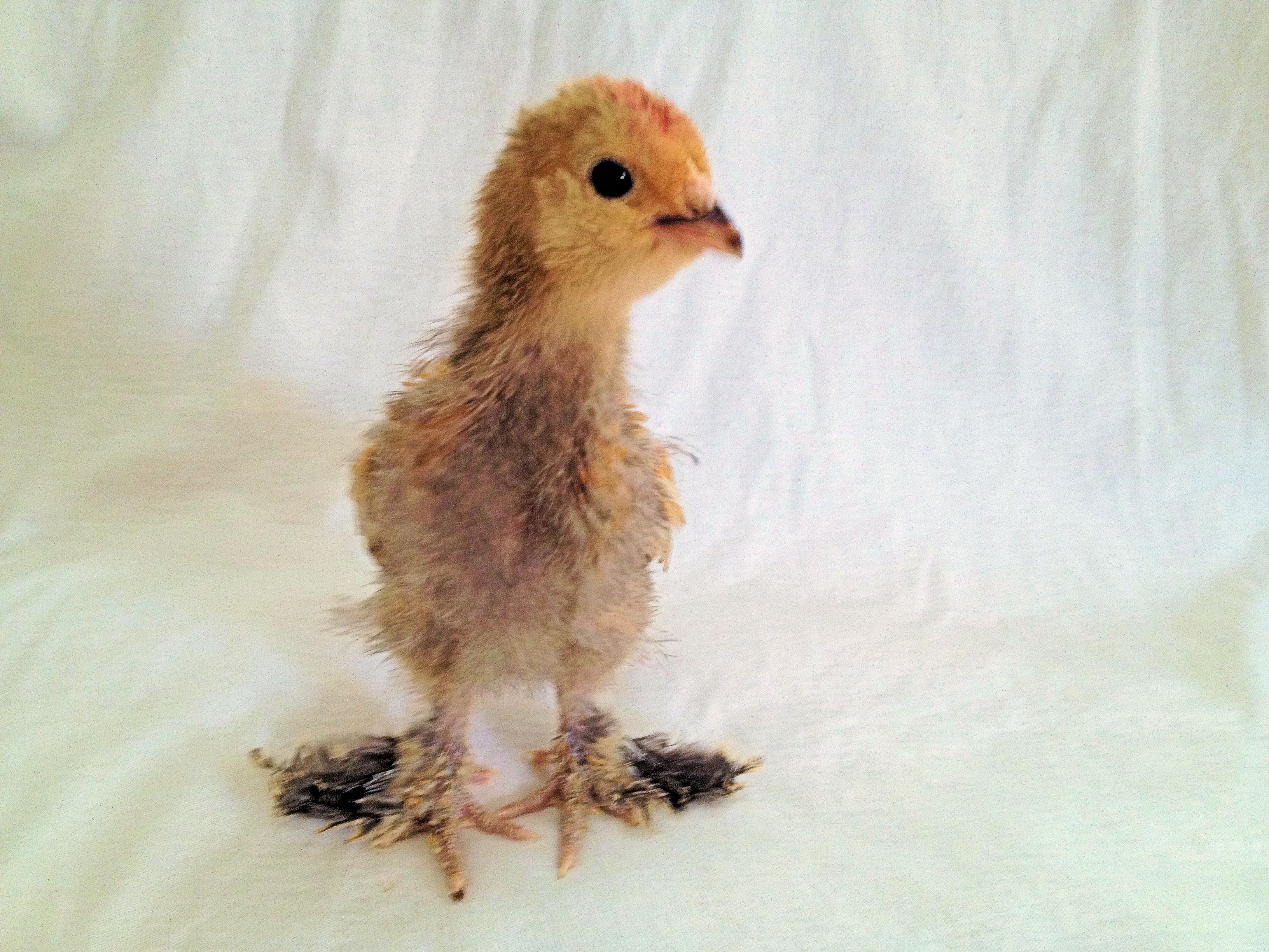 My sweet little belgian mille fleur d'uccle