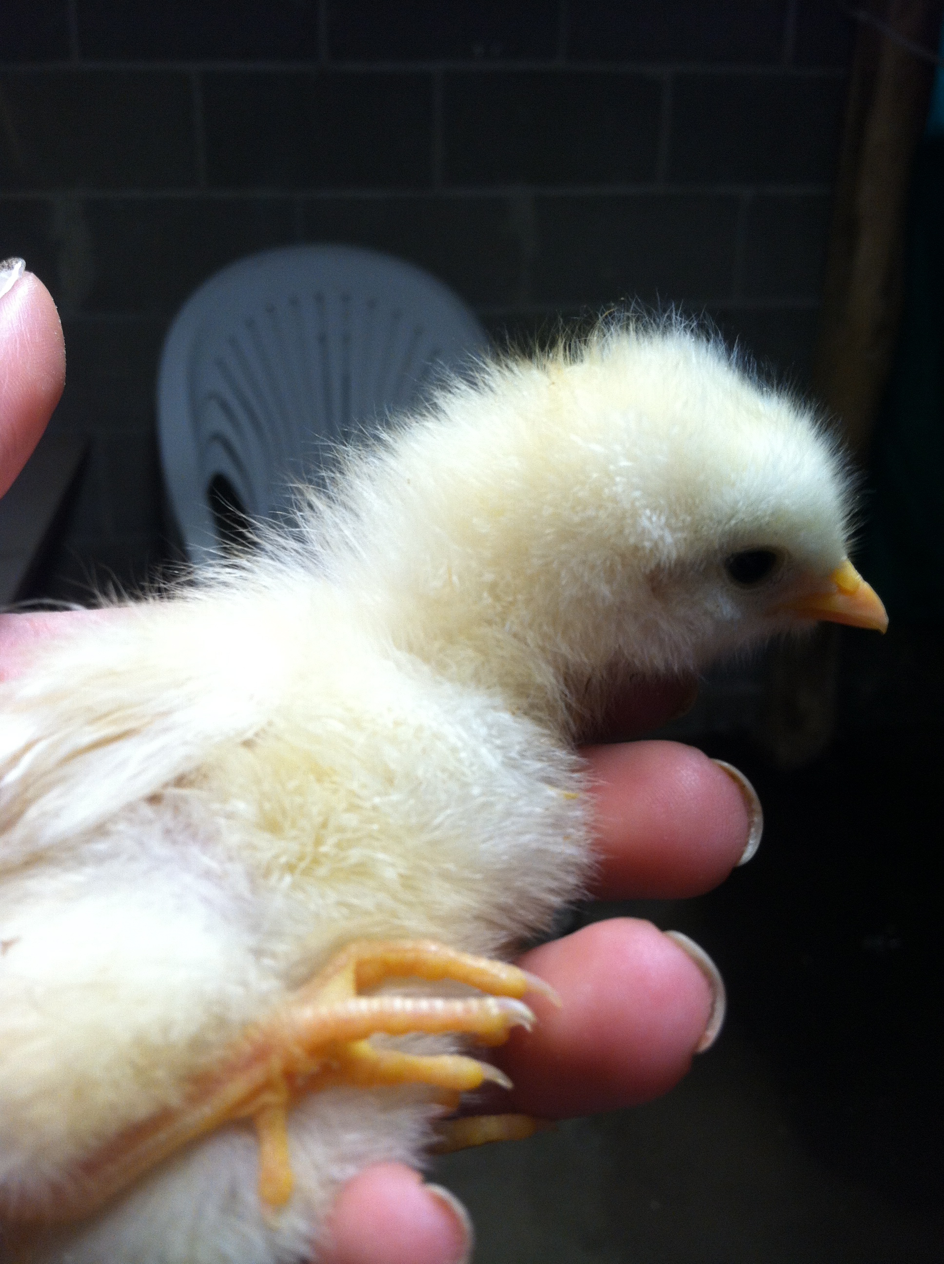 My sweet little Buff Orpington, Victoria, also laying to the side upon retrieval(: