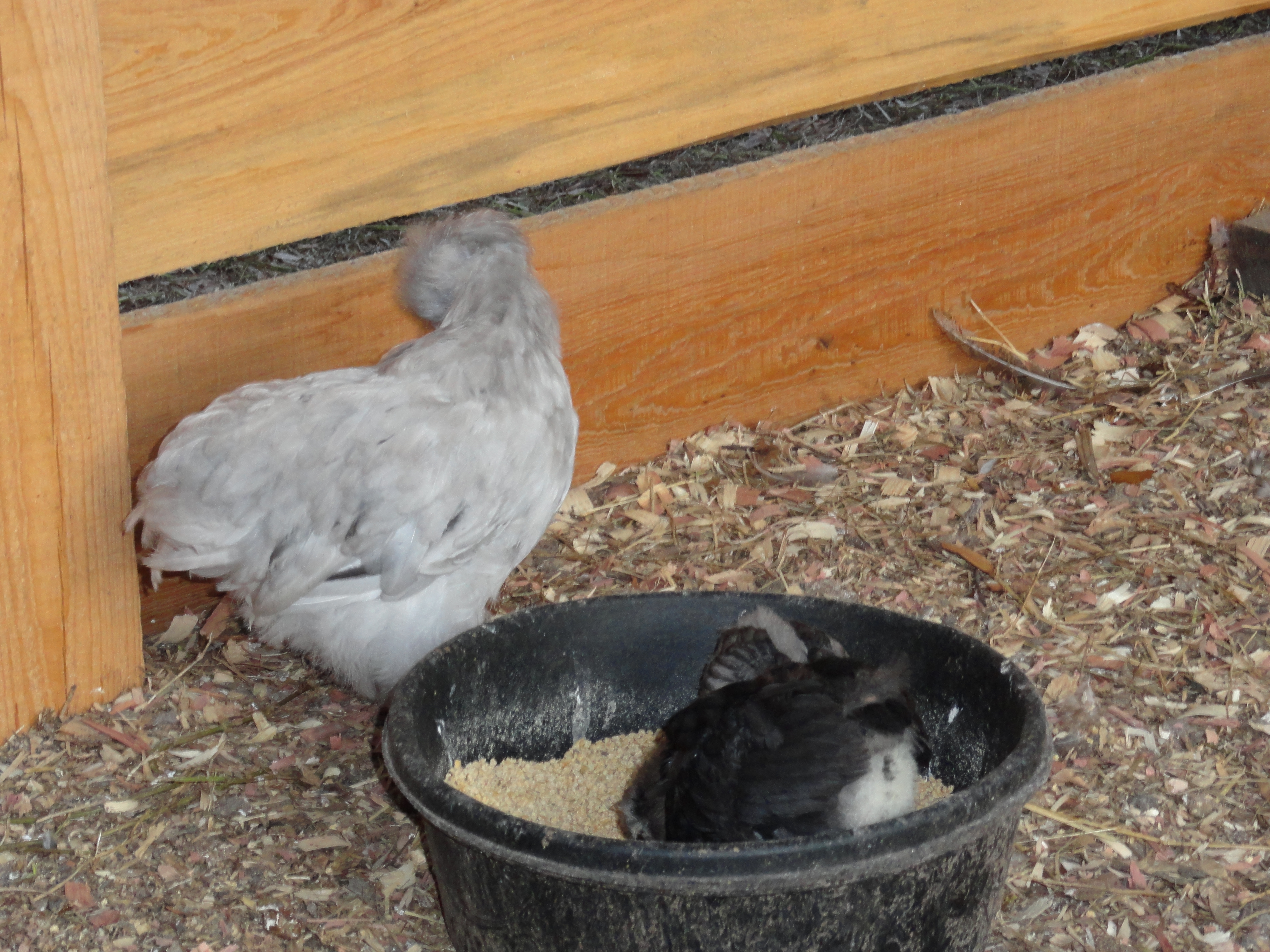 My sweet silkie, with blue rock chicks in feeder bowl