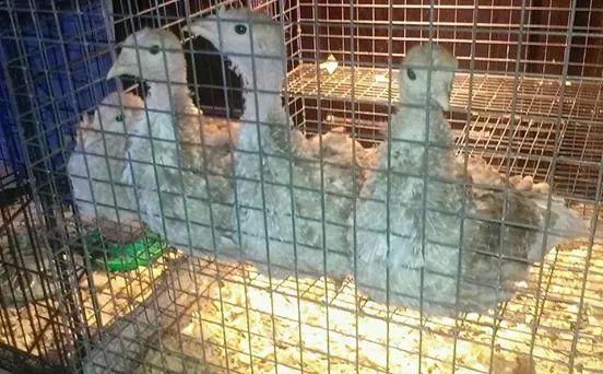 My sweet turkey babies.