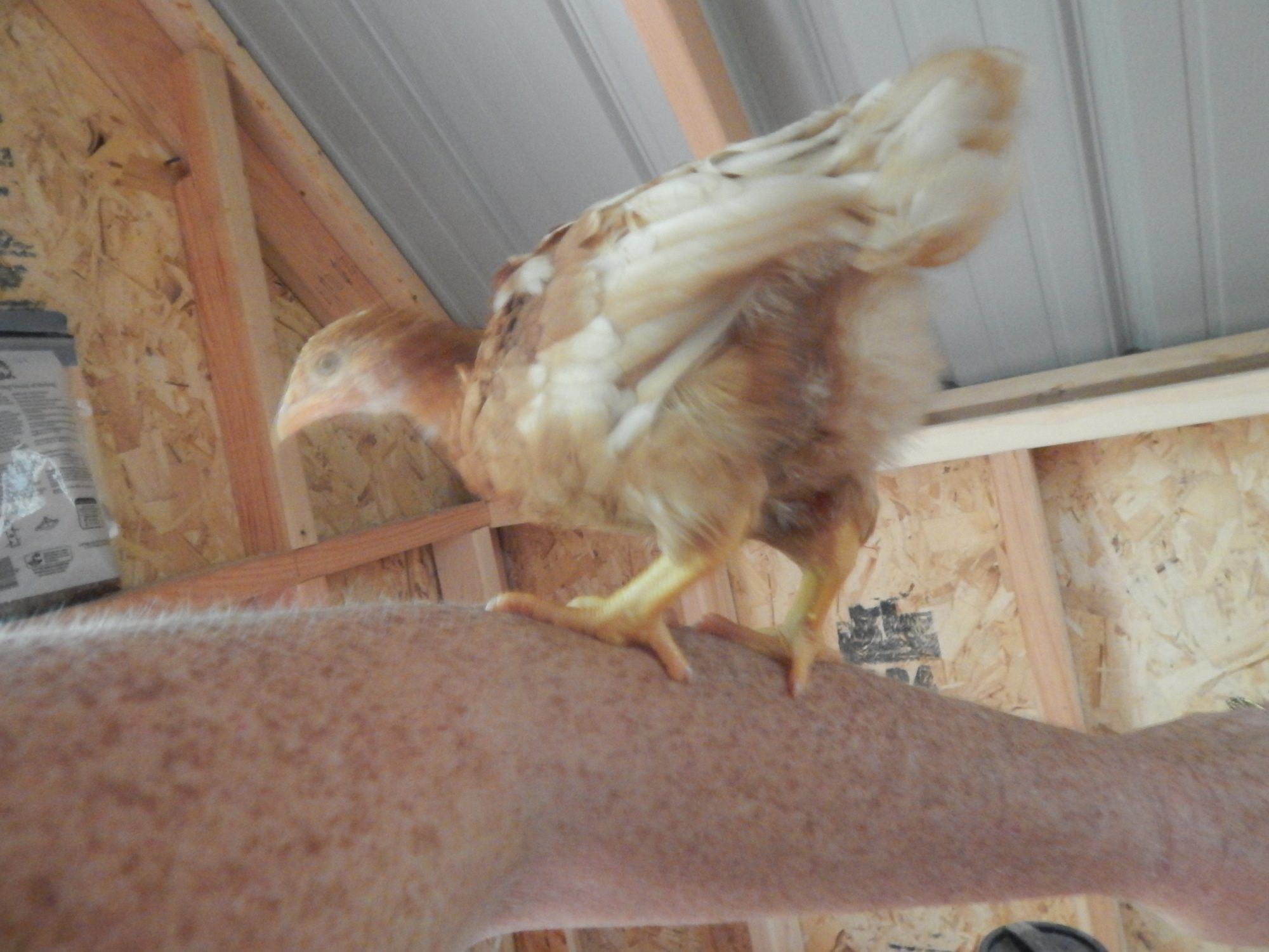 My Sweetie pie, the first one to sit on my lap and now she loves roosting on my arm every treat time. And yes she has pecked at my freckles!