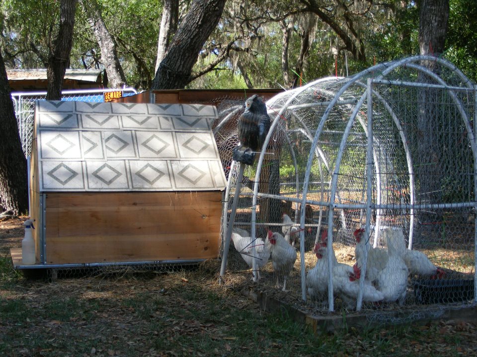 My third Coop made from recycled store shelving it is A frame and one half of the roof opens to gather eggs.
