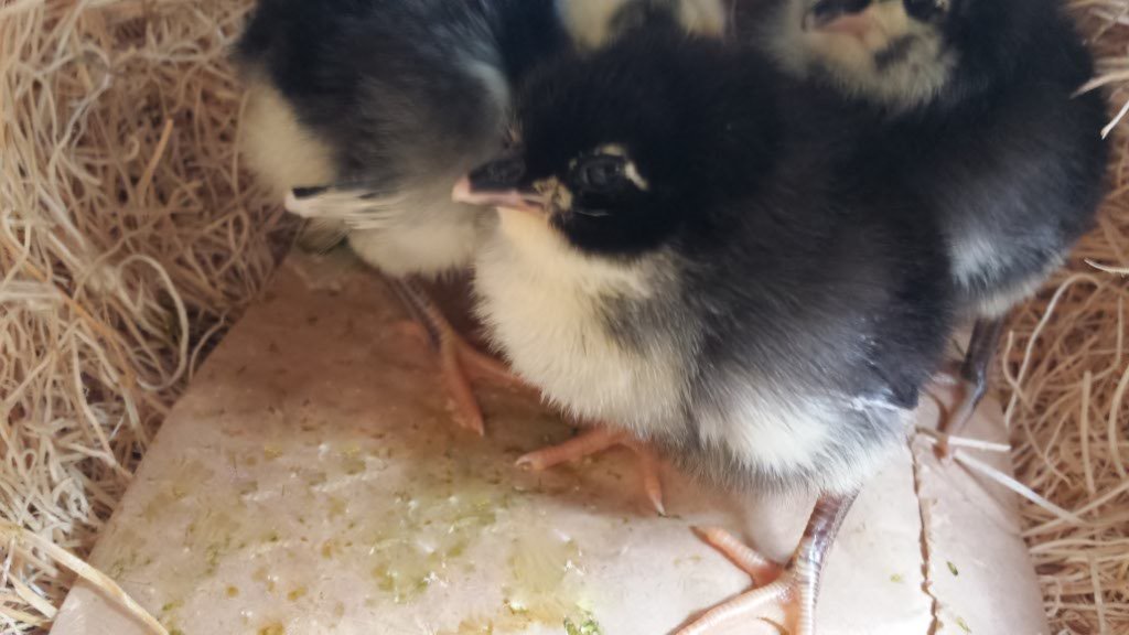 My three Black Australopr chicks arrived today. I am so excited to add them to my babies.