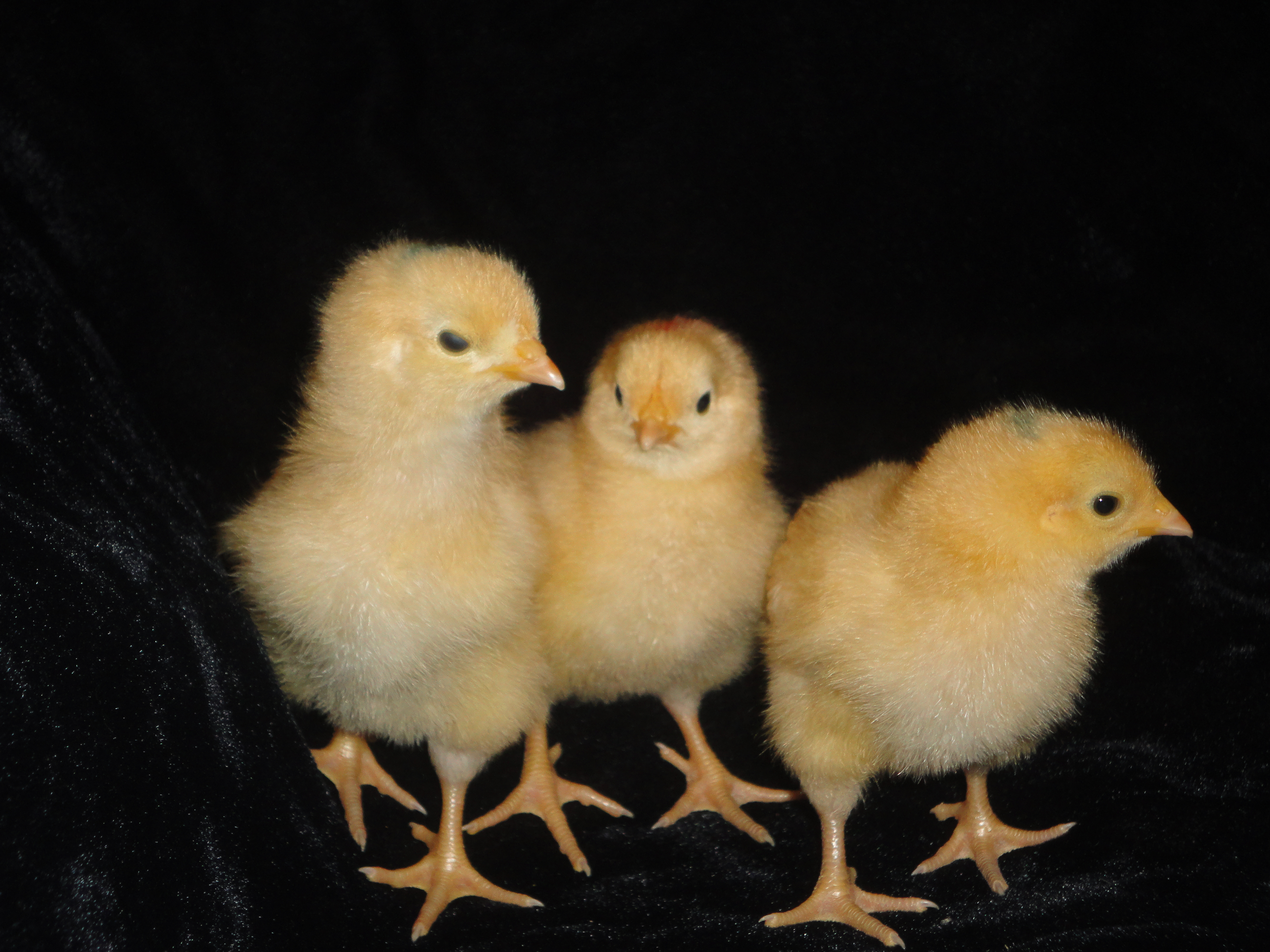 My three buff orp. girls: Sweet Pea, Peaches and Blondie.... I had to put dots of different colors on there head so I could tell them apart, that is untill I knew their different personalities!
