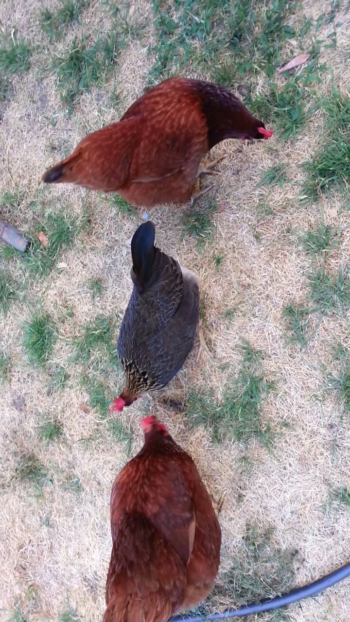 My three chickens