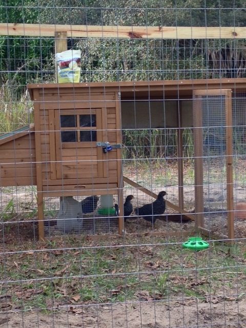My three girls, growing up.  About a month later.  Had to fence in an area for them after neighborhood stray dogs began attacking the coop at night.