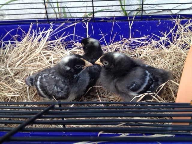 My three girls....just home from the feed store where my husband bought them!  Barred Rocks, named "Wynken",  "Blynken",  and "Nod".
